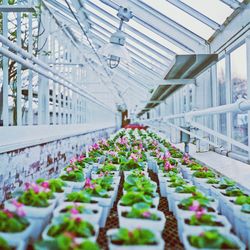 Row of plants in the dark