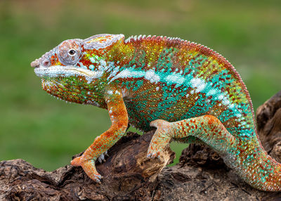 Close-up of lizard