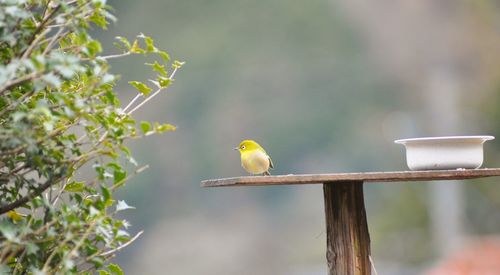 Bird perching on a plant