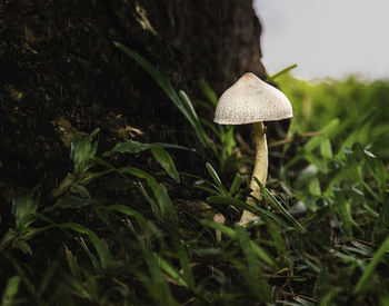 Close-up of mushroom growing on field