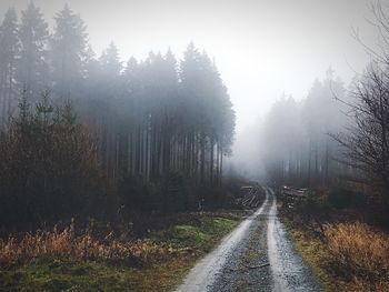 Road amidst trees in forest against sky