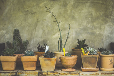 Close-up of potted plants against wall