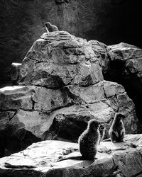 View of animal sitting on rock