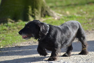 Close-up of black dog