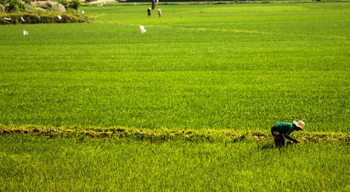 Rear view of man working on agricultural field