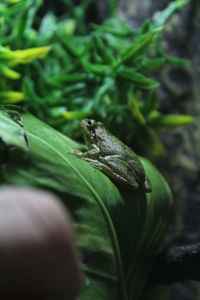 Close-up of lizard on leaf