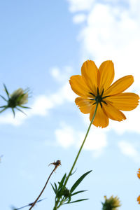 Low angle view of flowering plant against sky