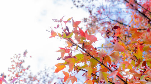 Low angle view of autumnal tree against sky