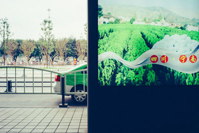 Close-up of tree against sky