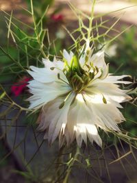 Close-up of white flower