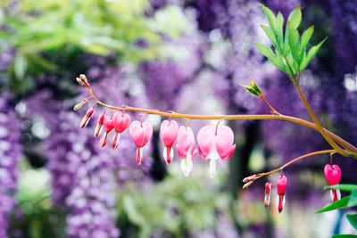 Close-up of pink flowers blooming on tree