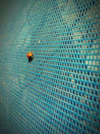 Close-up of insect on wall