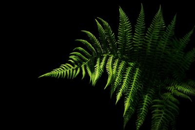 Close-up of fern leaves against black background