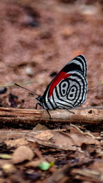 Close-up of zebra