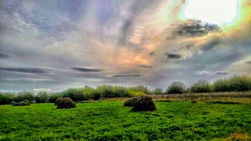 Scenic view of agricultural field against sky