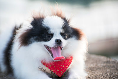 Close-up of a dog