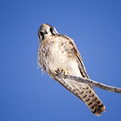 Low angle view of birds flying against clear blue sky