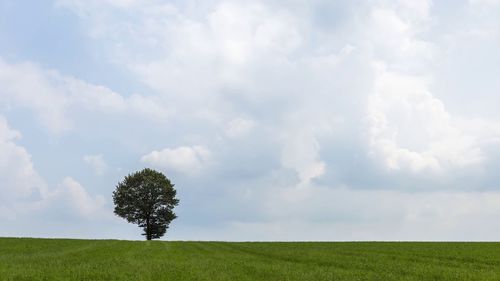 Single tree on field against sky