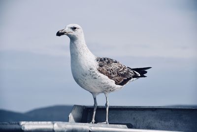 Close-up of seagull perching on a sea against sky