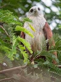 Bird perching on a tree