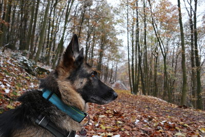 Dog standing in forest