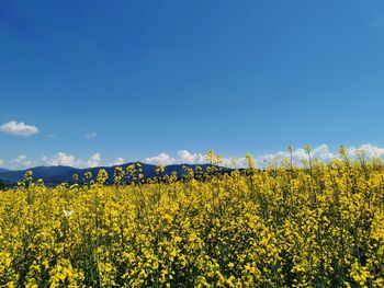 Scenic view of oilseed rape field against sky