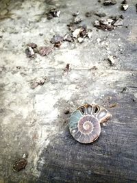 Close-up of seashells on seashell