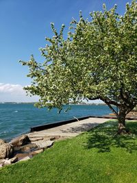 Tree by sea against sky