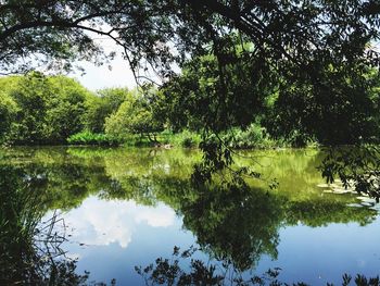 Reflection of trees in lake