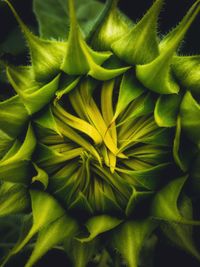 Full frame shot of flowering plant