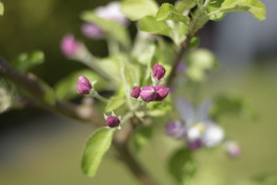 Close-up of pink flowering plant