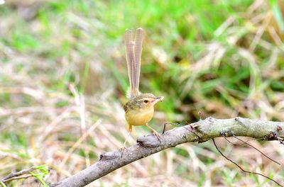 Bird perching on a tree