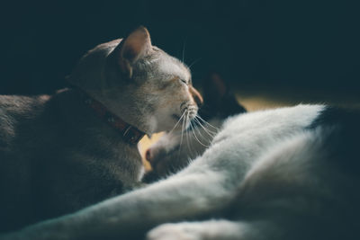 Close-up of cat sleeping