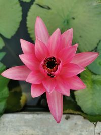 Close-up of bee on pink lotus water lily