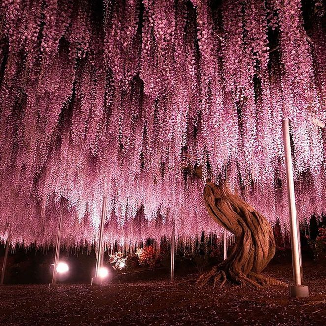 tree, growth, purple, nature, beauty in nature, tree trunk, tranquility, tranquil scene, field, pink color, outdoors, flower, landscape, scenics, branch, no people, park - man made space, plant, day, sunlight