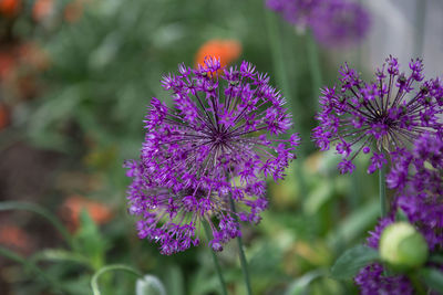 Close-up of purple flowering plant