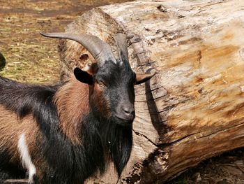 Close-up of a horse on tree