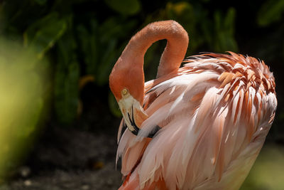 A pink flamingo pruning itself