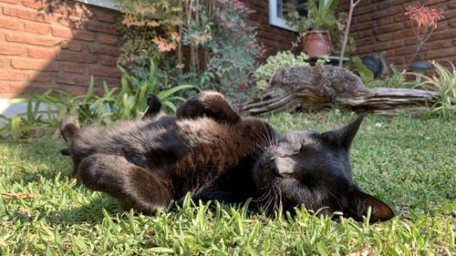 Lion resting in yard