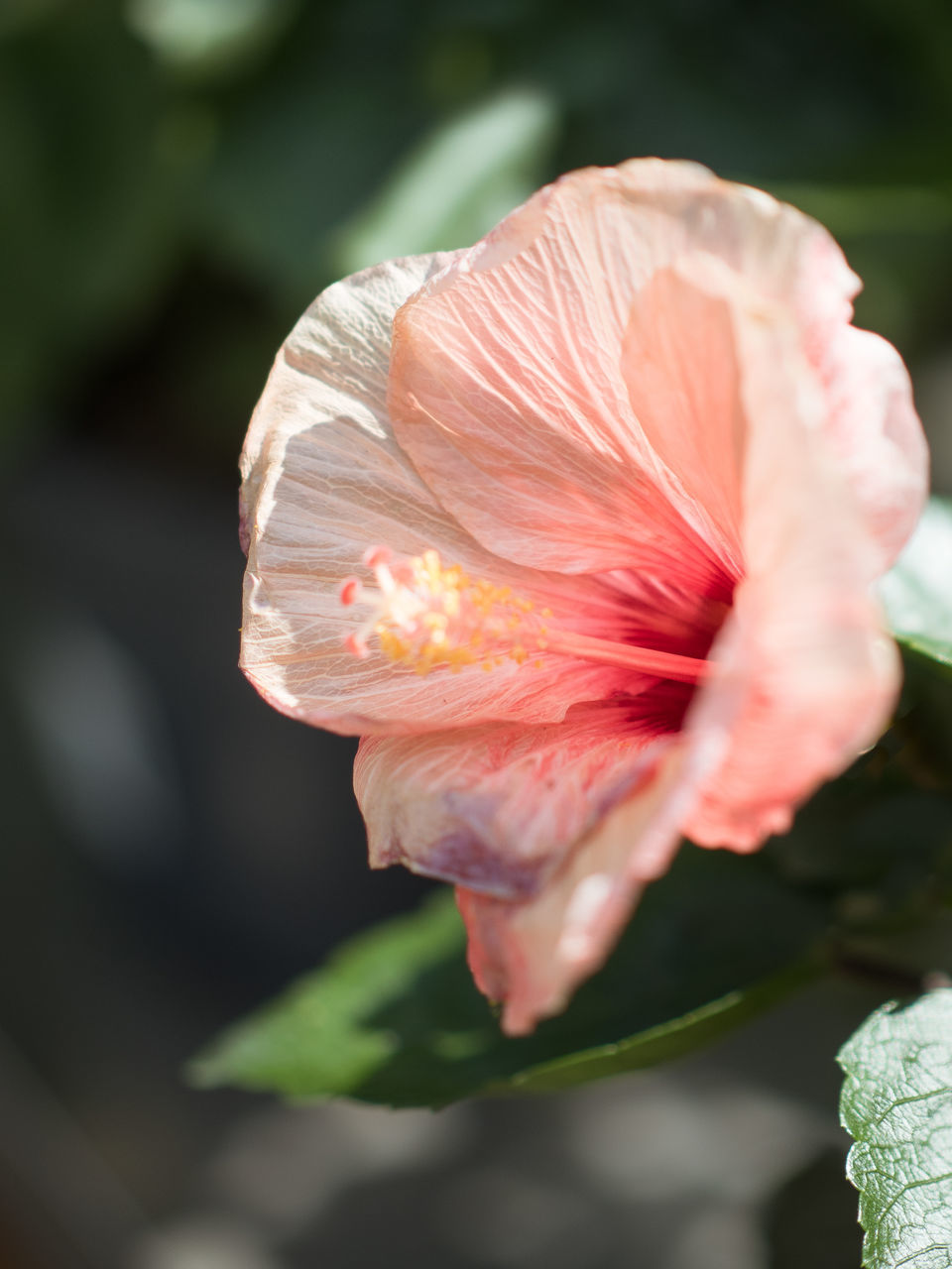 CLOSE-UP OF PINK ROSE