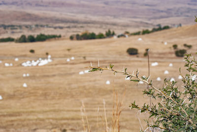 Plants growing on field