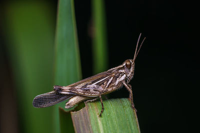 Close-up of insect on wood