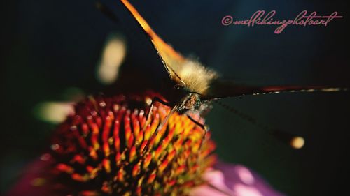 Close-up of butterfly pollinating flower