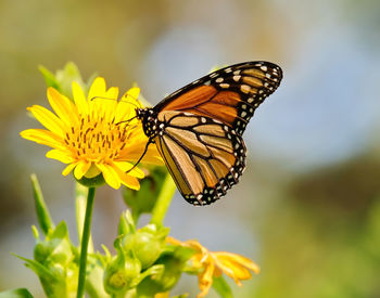 Close-up of butterfly pollinating on yellow flower