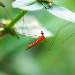 Close-up of insect on leaf