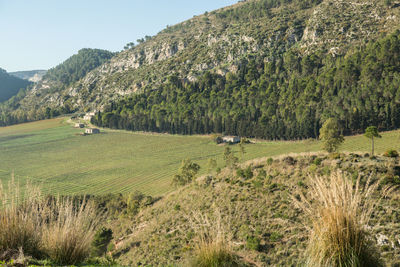 Scenic view of agricultural field