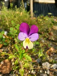 Close-up of purple flower