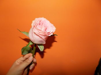 Cropped image of person holding pink rose against orange wall