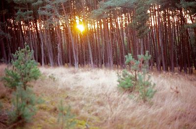 Plants and trees in forest