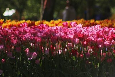 Close-up of flowers blooming in field